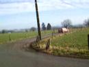 Ardennes bleue WP crombach colt Ardennes bleue WP crombach colt
