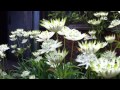 Astrantia, Aconitum & Bumble Bees