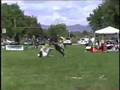 Laika the Frisbee dog