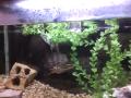 hmong feeding turtle