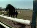 Horse Riding