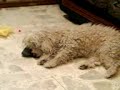 el zapato de almohada el zapato de almohada
