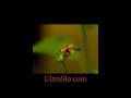 One more 7000 FPS lady bug. Don\