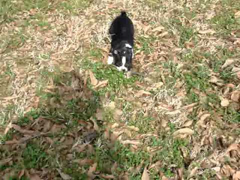 Jada enjoying some playtime outside!
