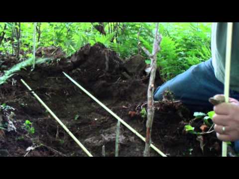 how to replant ginseng
