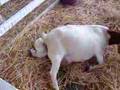 Goat Giving Birth 