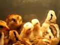 The chicks just a few days old Americana and Cornish Bantams