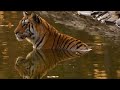 Wildlife Collection 25 - Tiger Spy in the Jungle 6of6 - 2008 - Ep3-3