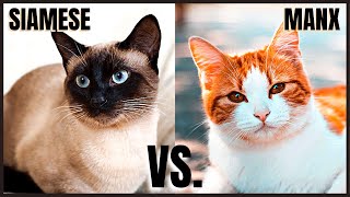 Siamese Cat VS. Manx Cat