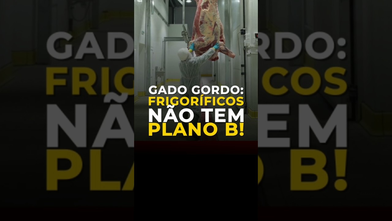 GADO GORDO: FRIGORÍFICOS NÃO TEM PLANO B!