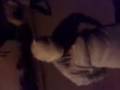 videos de 3ab9arino