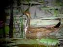 Pheasant-tailed Jacana 2 ??2