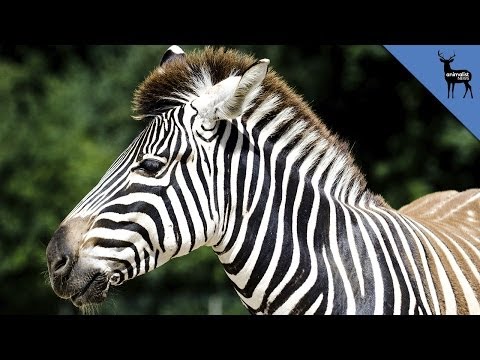 Why Do Zebras Have Stripes?