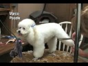 A1 Dog Grooming DVD Video Poodle Maltese Bichon Shih Tzu