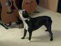 videos de Jan 06 2008 - VID00008
