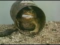 Cane Toad (Bufo Marinus) eating Mouse Cane Toad (Bufo Marinus) eating Mouse