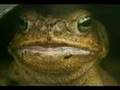 Cane Toad (Bufo Marinus) eating Mouse
