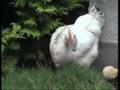 Milly and her Buff Orpington chicks! 
