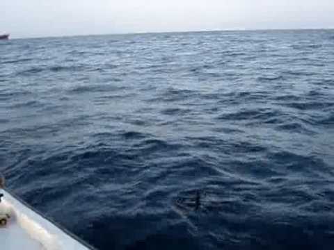 Fahal Fishing