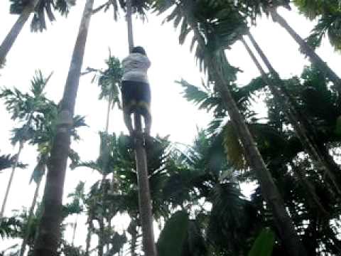 how to harvest nut trees