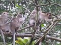 Borneo 2009 048.avi