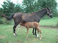 One day old Arabian colt