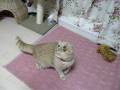 videos de 一瞬キャッチ