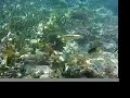 Schnorcheln auf Kuba