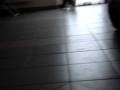 videos de mes chats....