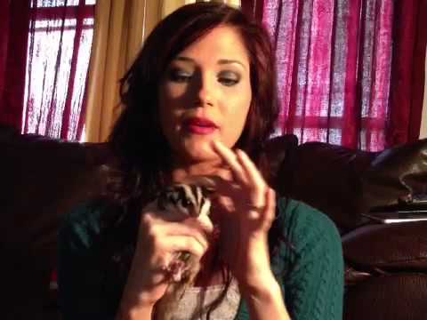 how to care for a sugar glider