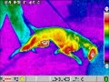 Thermal Imaging Infrared photography PEOPLE