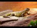 animals.wmv