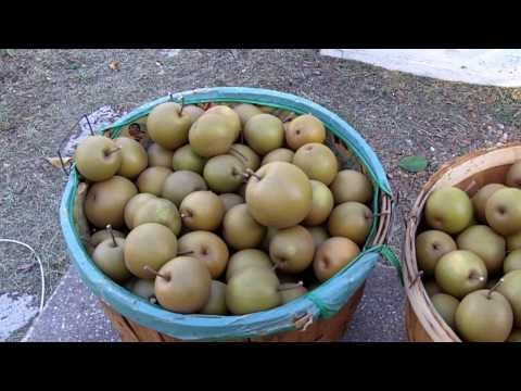 how to harvest asian pears