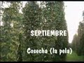 Ciclo de cultivo del lúpulo.