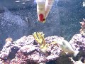 Alimentando os peixes. 