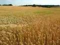 Wheat field