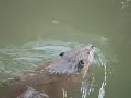 martinez-beavers-the-complete-tail.html