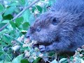 Martinez Beavers: The Complete Tail - Thumb #3