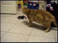Spider vs  Mr. Bill