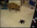 Spider vs  Mr. Bill