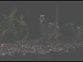 Elongatus with Feeders Elongatus with Feeders
