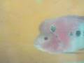 videos de jamgographics..mypets(Flowerhorn) christopher & Jorge