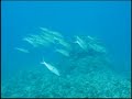 Diving at Molokini Crater