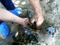 Carriacou Grenada Hawkbill Turtles Salvage with KIDO and Lumbadive
