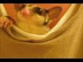 GAIUS THE SUGARGLIDER ON NEW YEARS EVE 2008