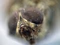 Superfly FinePix S5600 zoom