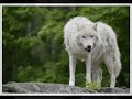 Wolf Tribute