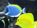 blue tang blue tang