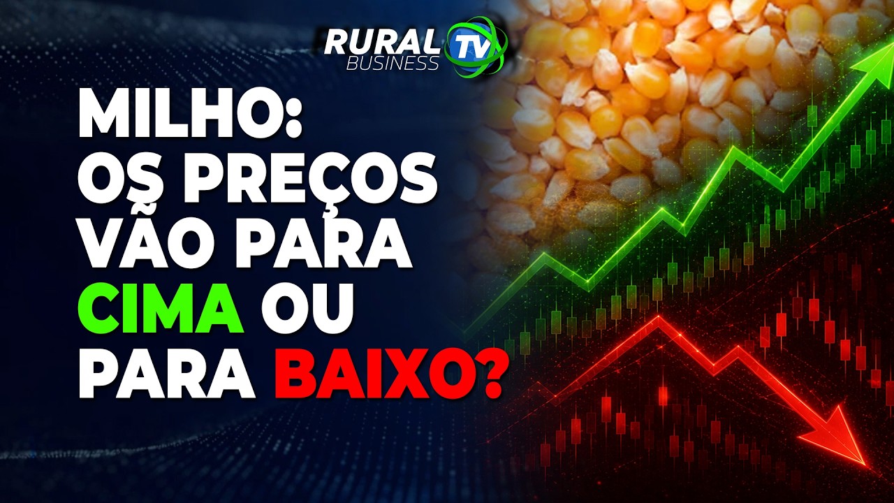 MILHO: OS PREÇOS VÃO PARA CIMA OU PARA BAIXO?