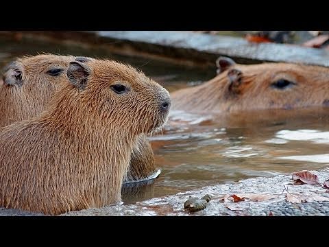 Four baby capybaras are in hot spa